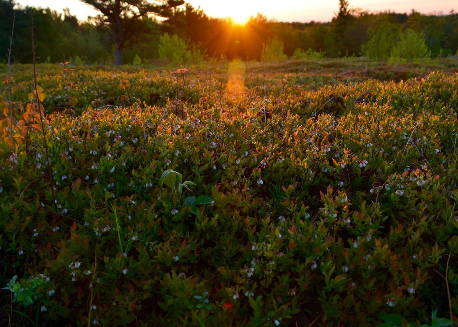 blueberries western massachusetts burnt hill farm