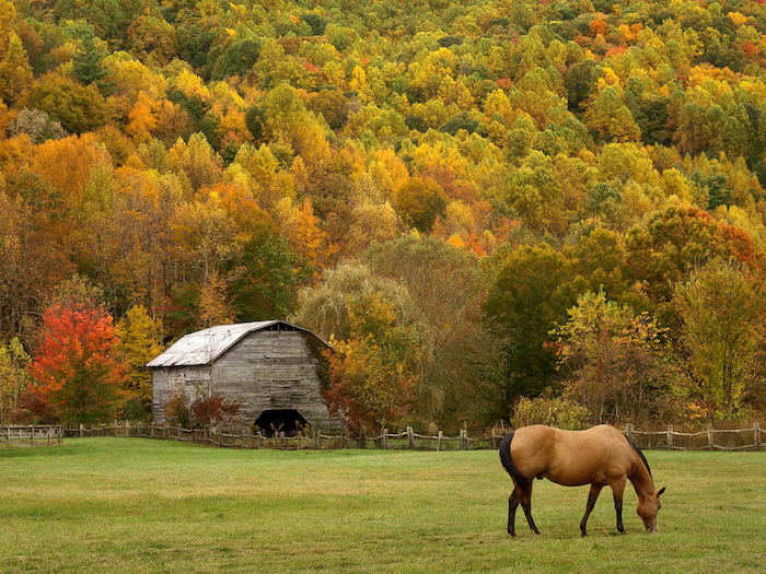Barnardsville NC