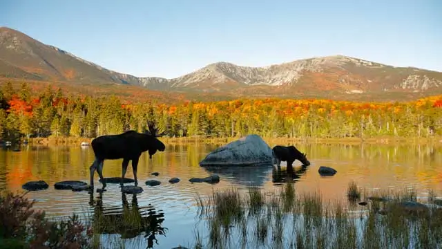Two moose