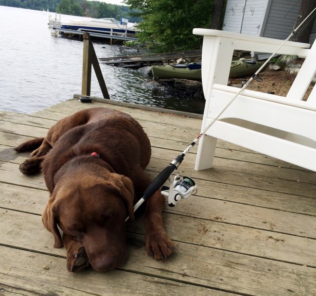 Nap Time for this Bow Lake Labrador, by Heather Heigis
