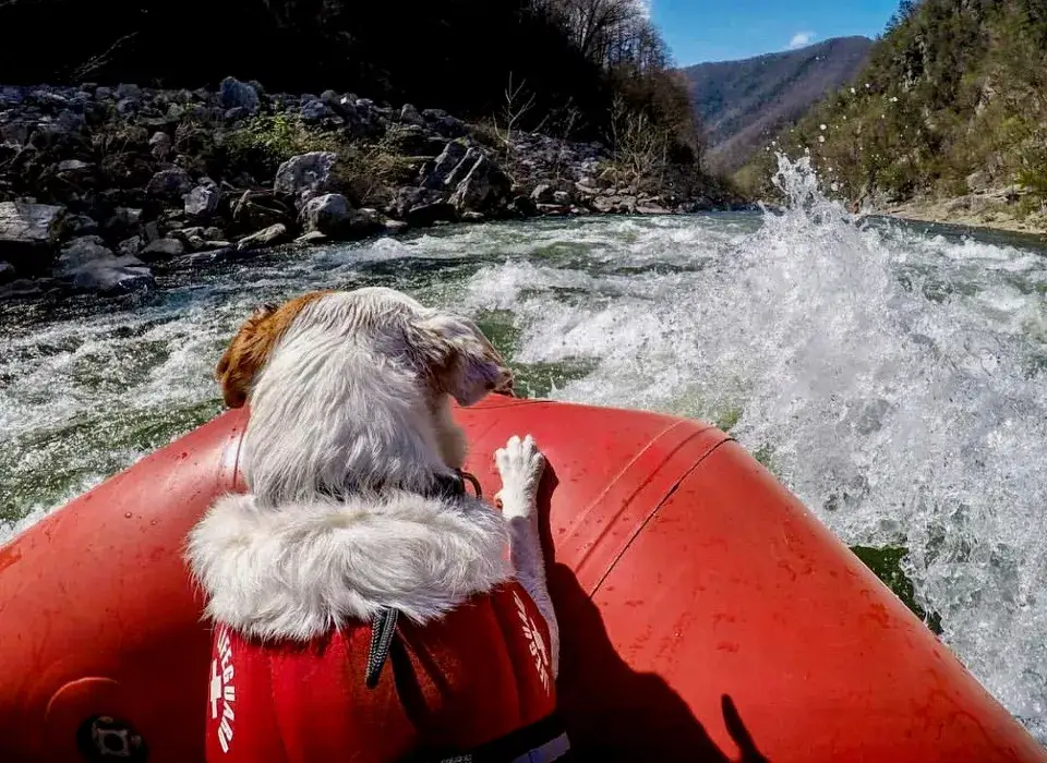 dog on the canoe