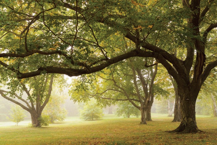 Arnold Arboretum