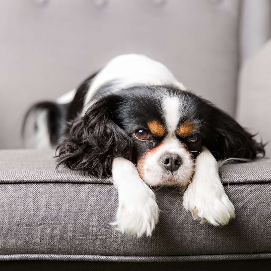 Dog sleeping on arm chair
