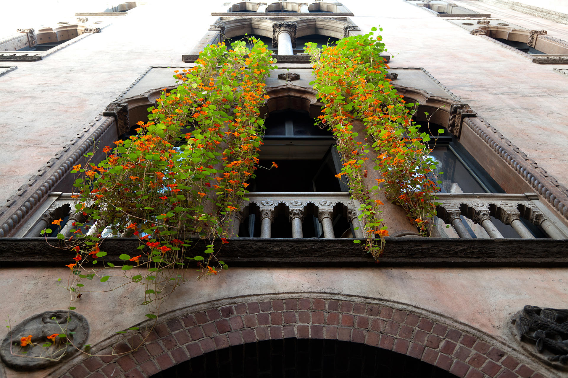Hanging Nasturtiums at Gardner Museum