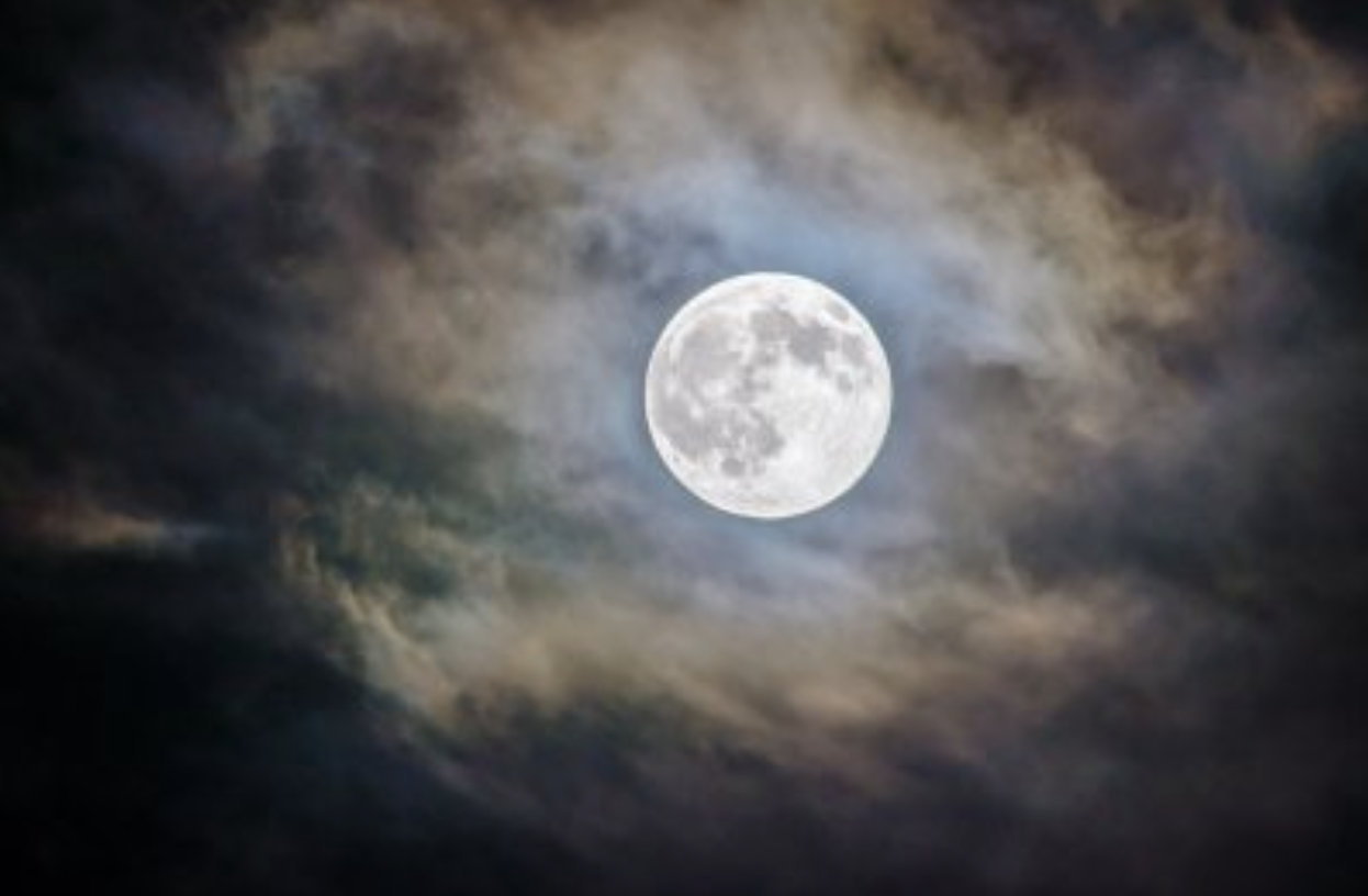 Nocturnal Wild Walks
