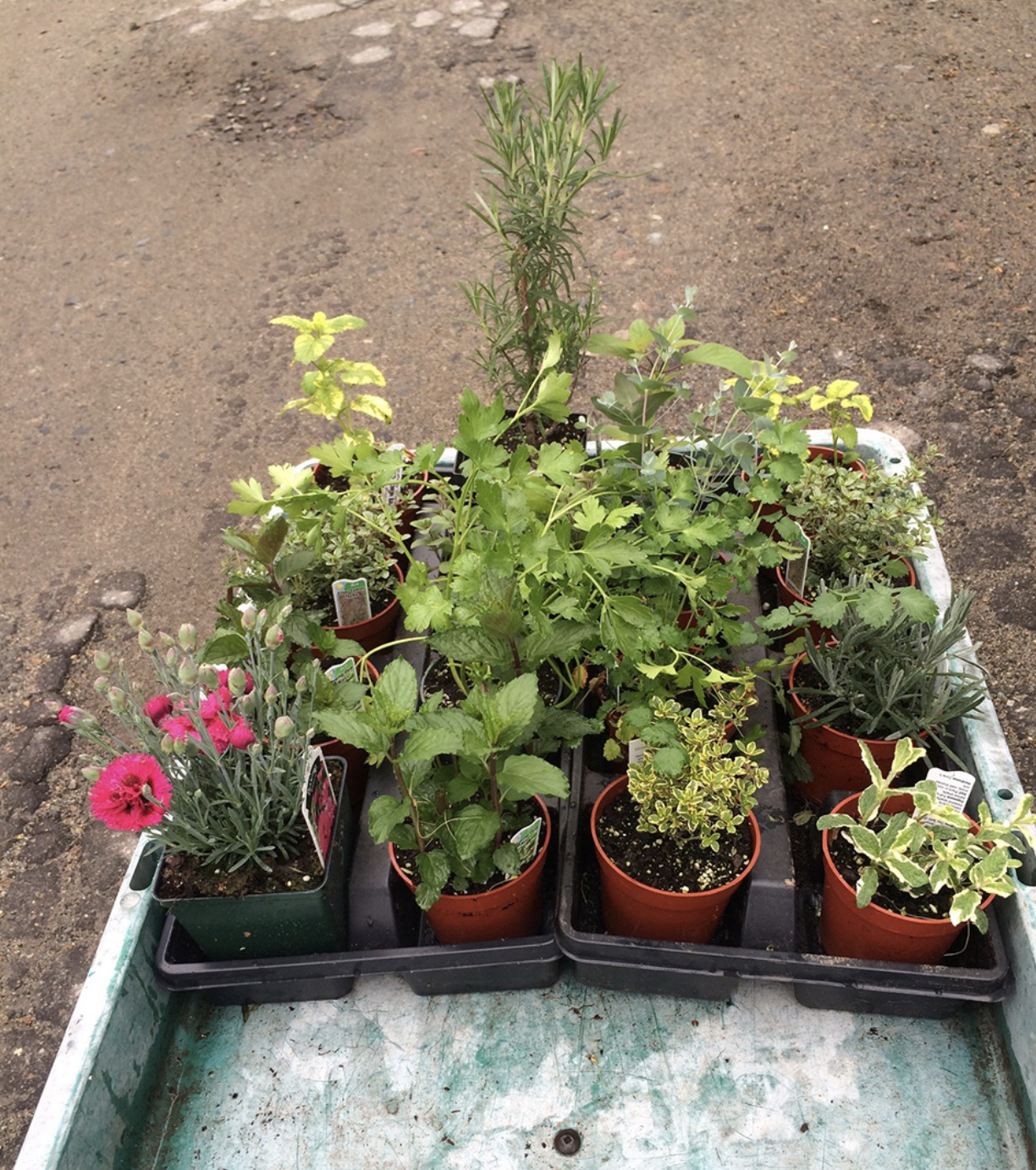 Herb & Vegetable Plant Sale 