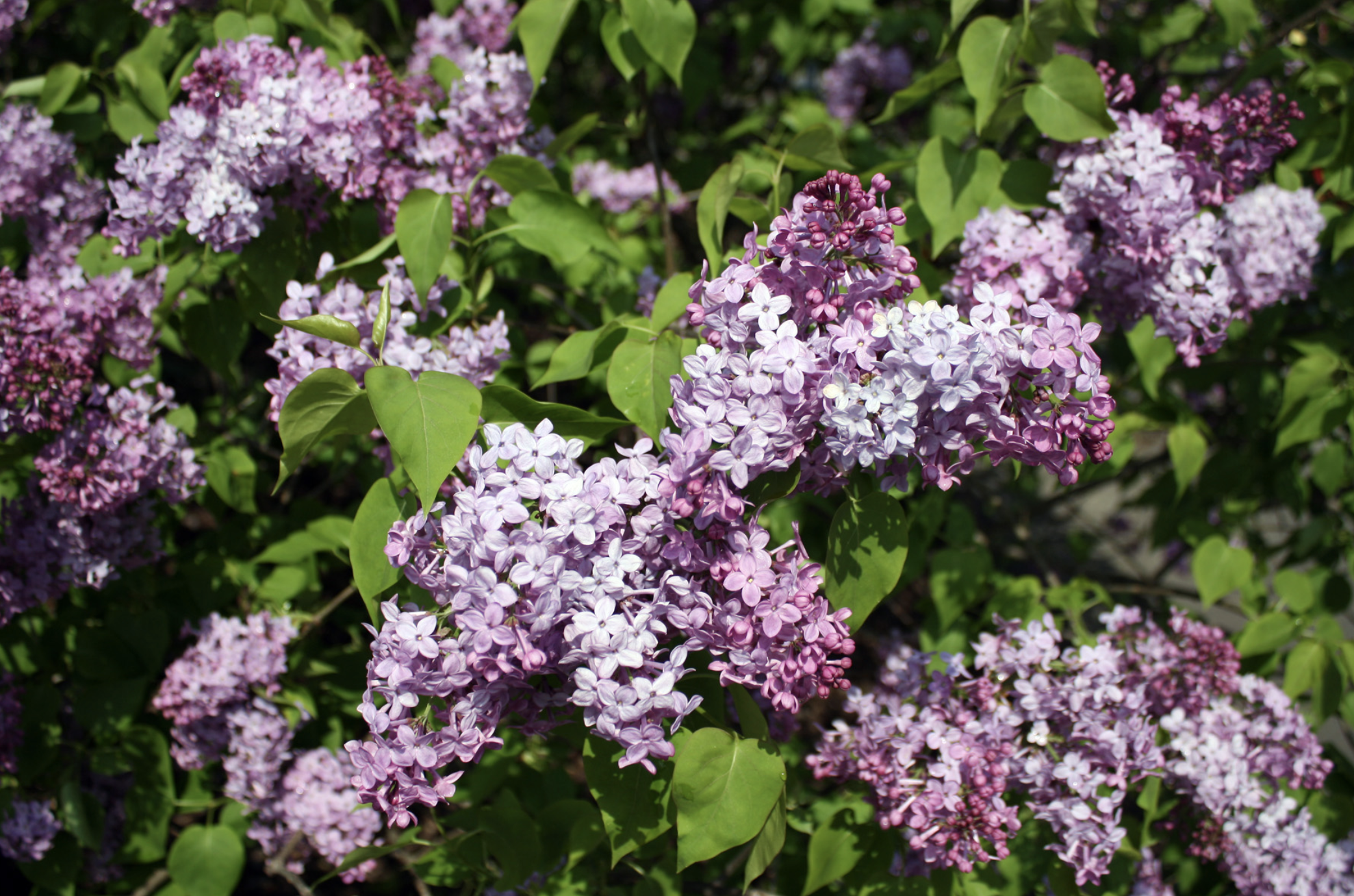 Lilacs Light Up the Arboretum