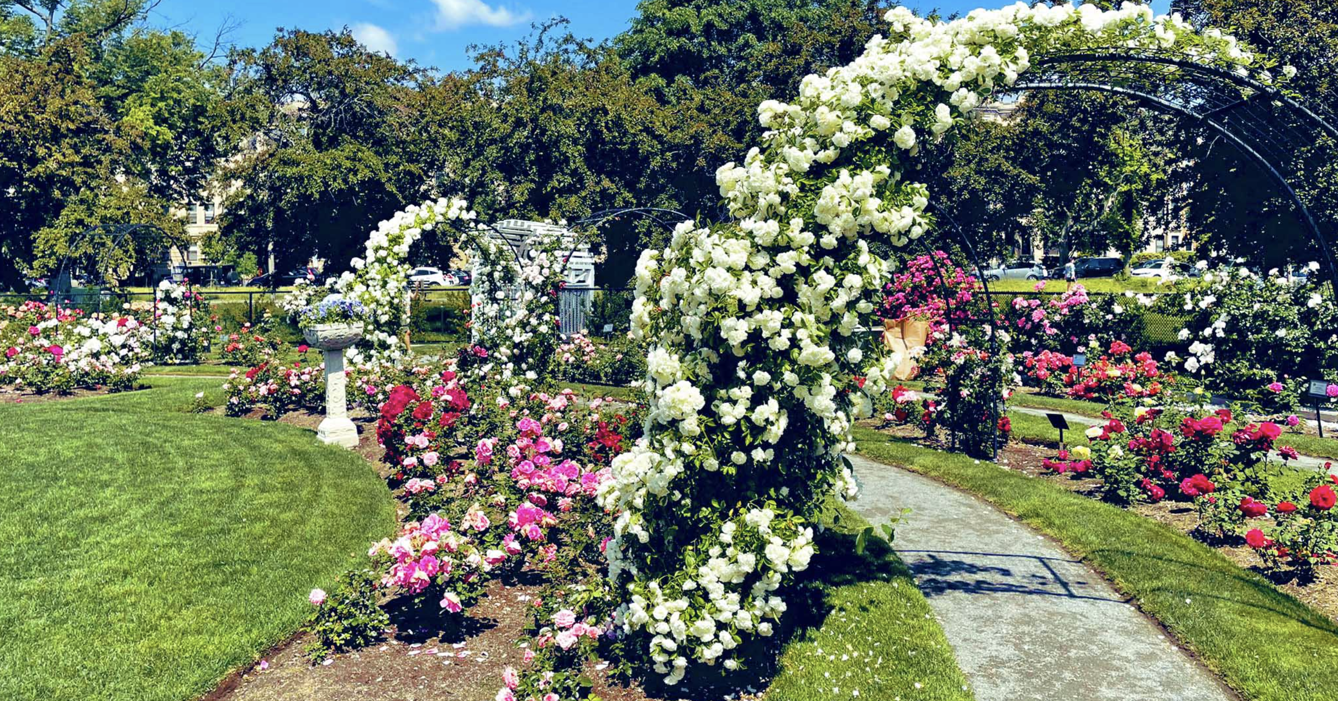 Kelleher Rose Garden, Boston