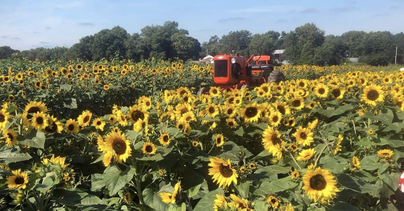 Sunflowers at Verrill Farm