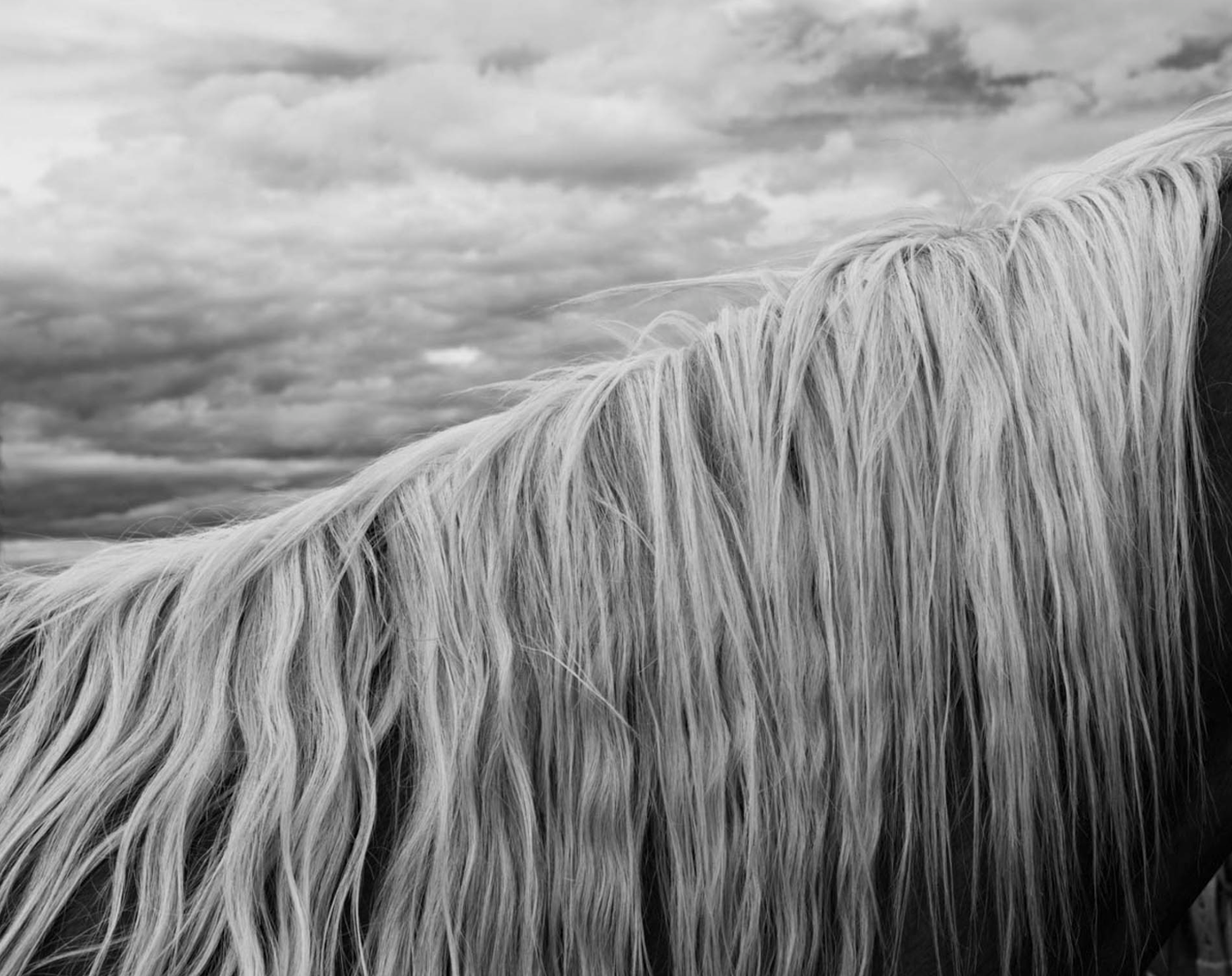 E. Caballus at Griffin Museum