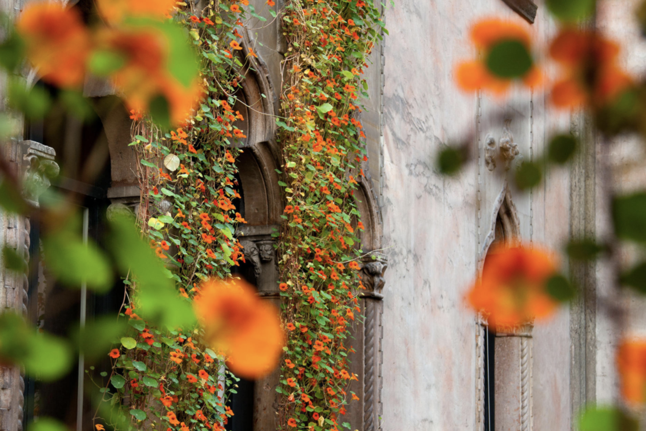 hanging Nasturtiums at Isabella Stewart Gardner Museum