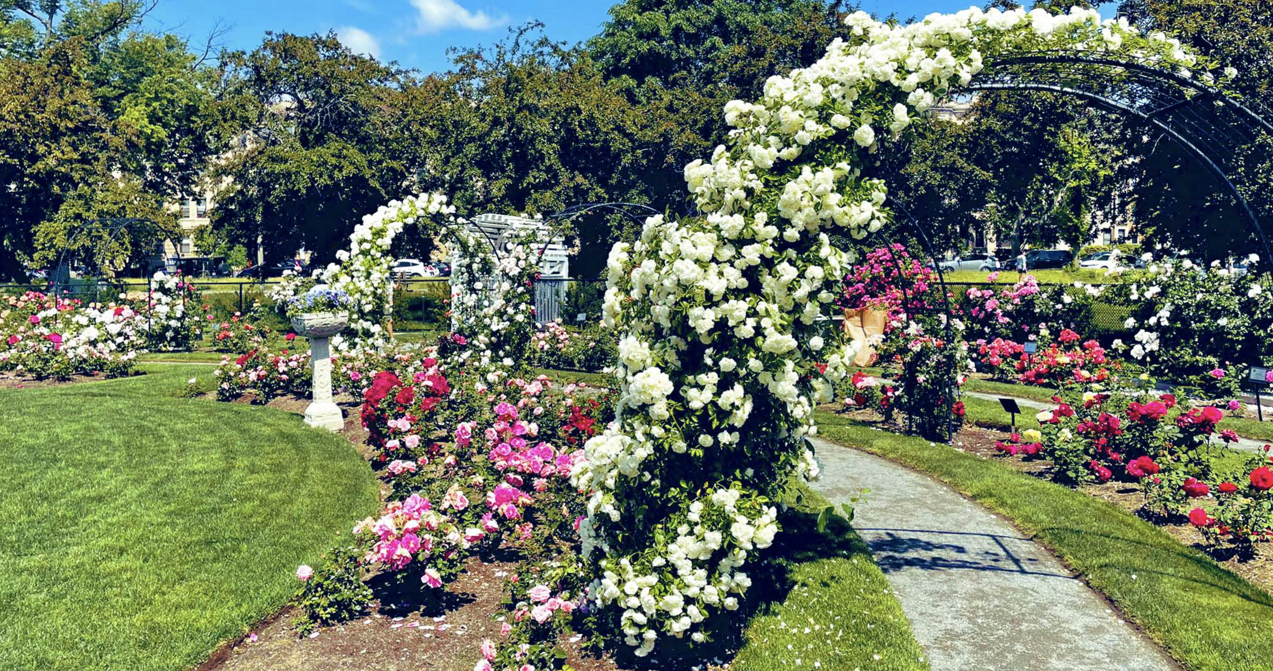 Kelleher Rose Garden Fenway