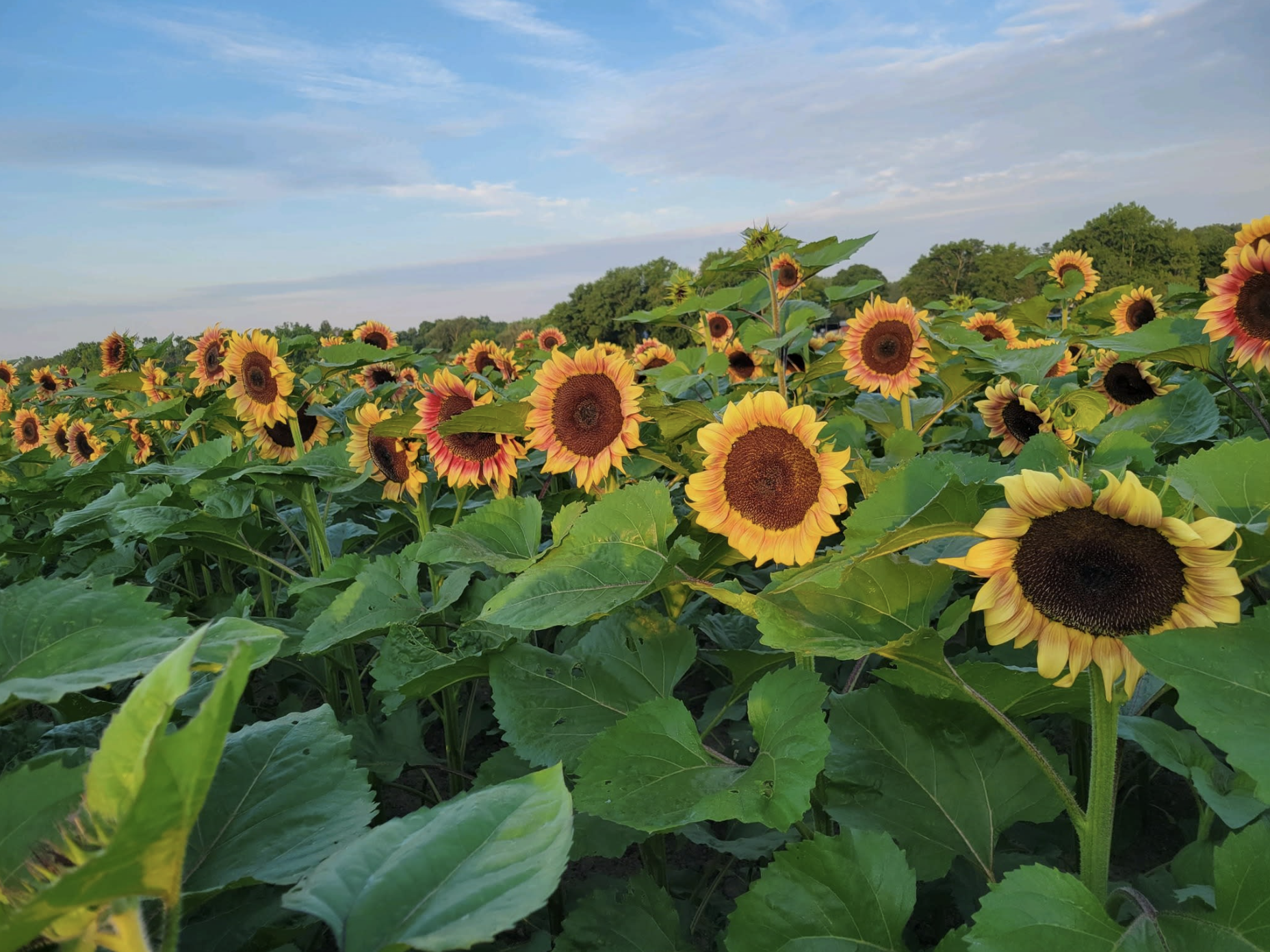 Sunflower Fields around Boston