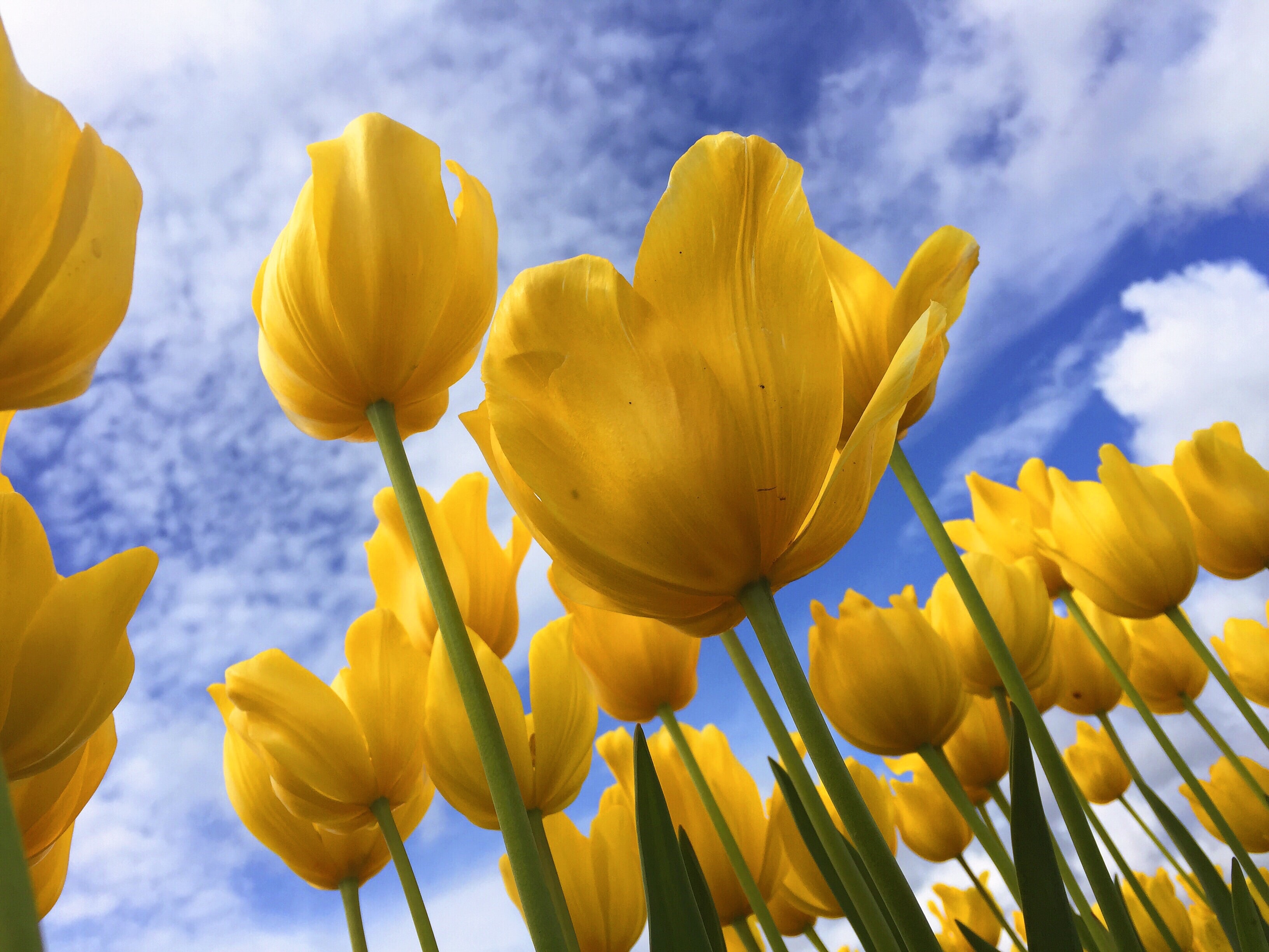 Spring blooms around Boston's parks
