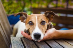 Unit Realty Group - Pet Resume