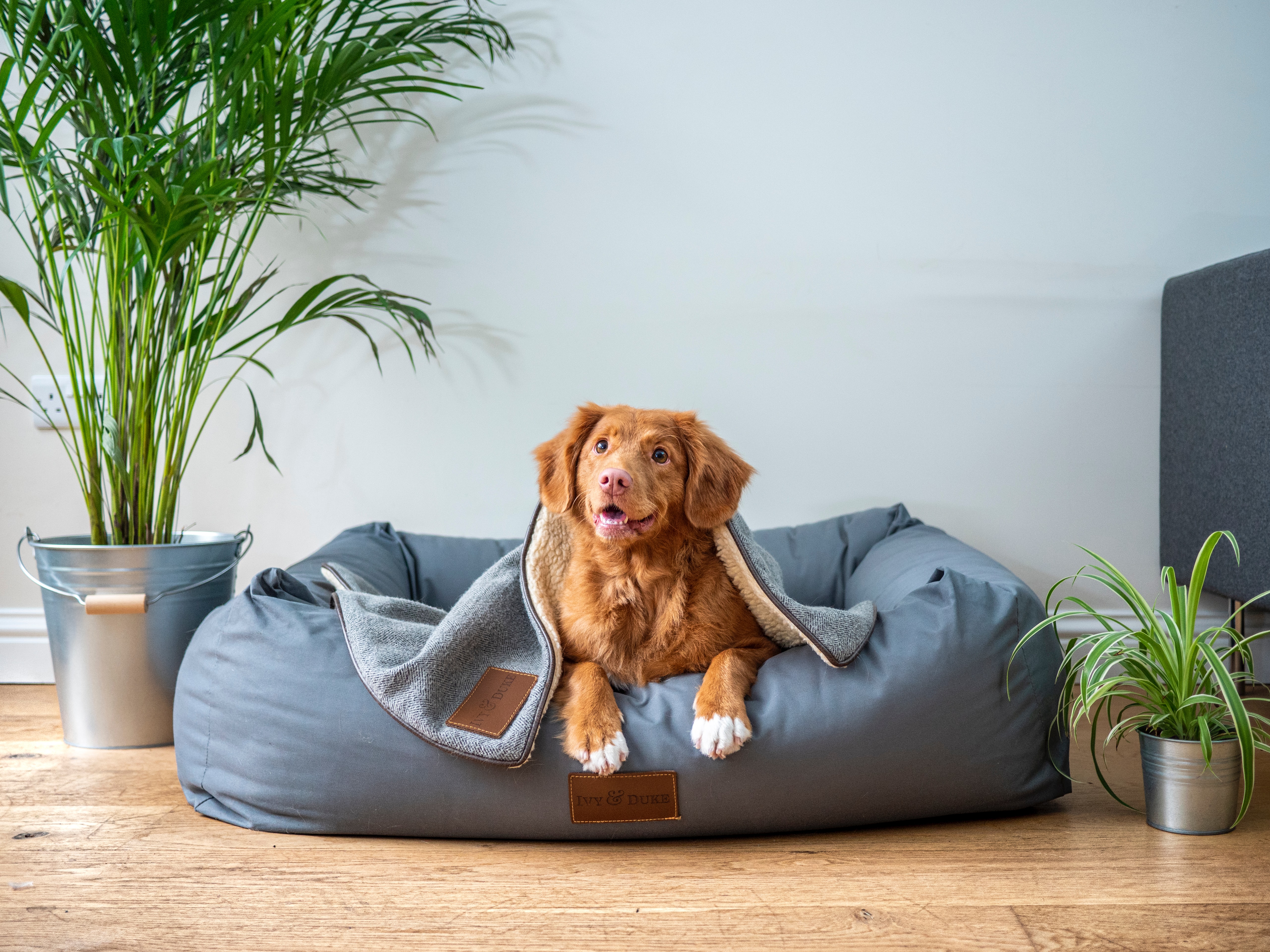 Dog laying in bed