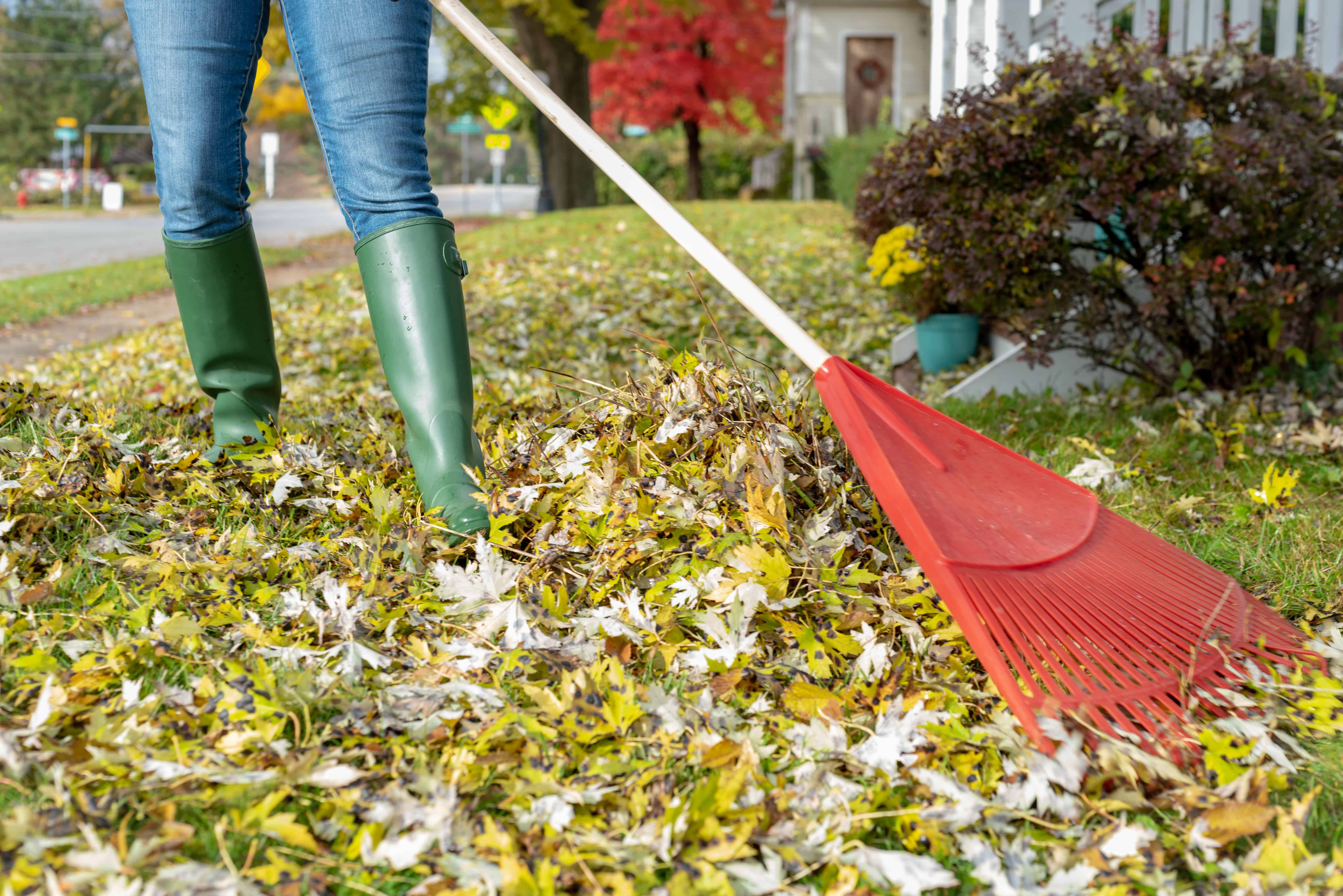 Raking Leaves in Yard