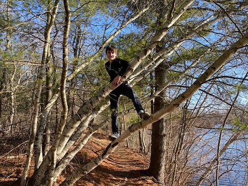 Climbing Tree Rockland Town Forest