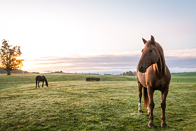 Horse Property in South Carolina