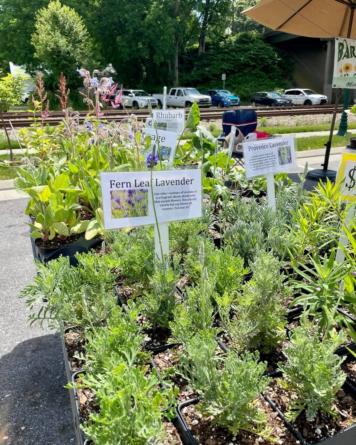Potted herbs for sale at Hendersonville Farmers Market