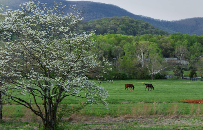 Large field with horses in foreground