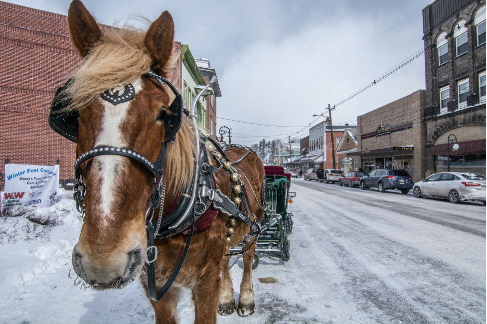 Horse at Oakland's Winterfest