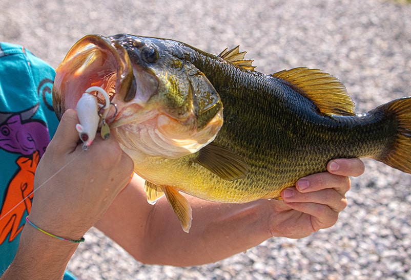 person holding large bass fish