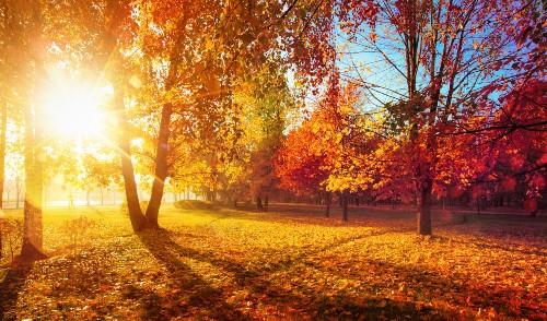 Autumn Foliage