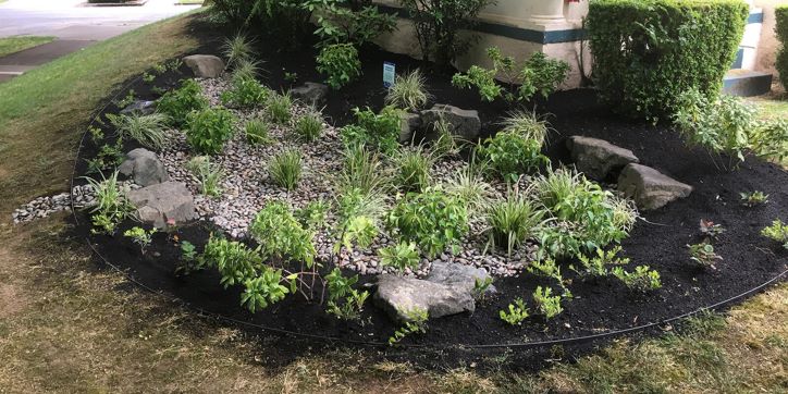 A Rain Garden in New England
