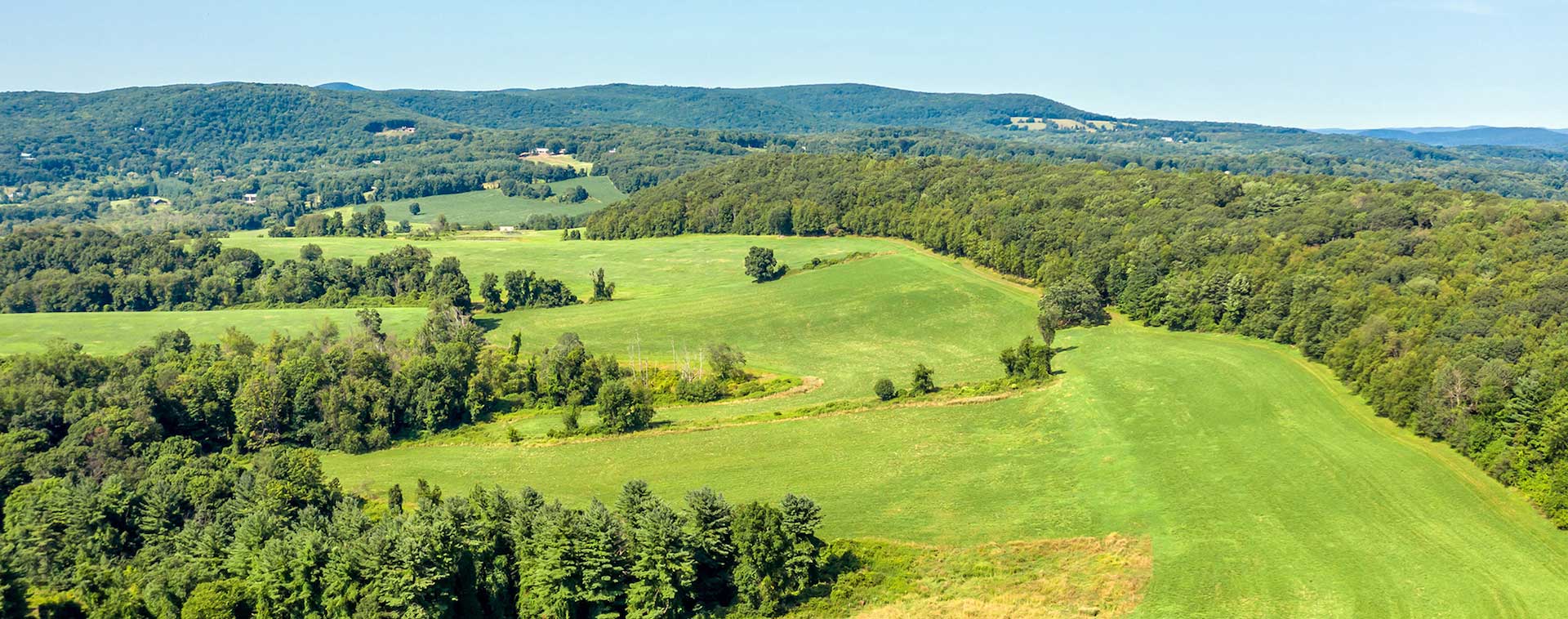 grassy field