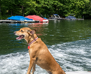 Pet Friendly Vacation Rentals | Deep creek Lake