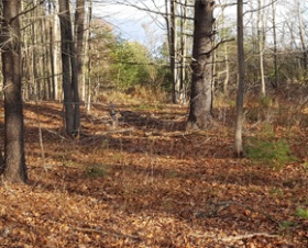Center Road in Lyndeborough, NH