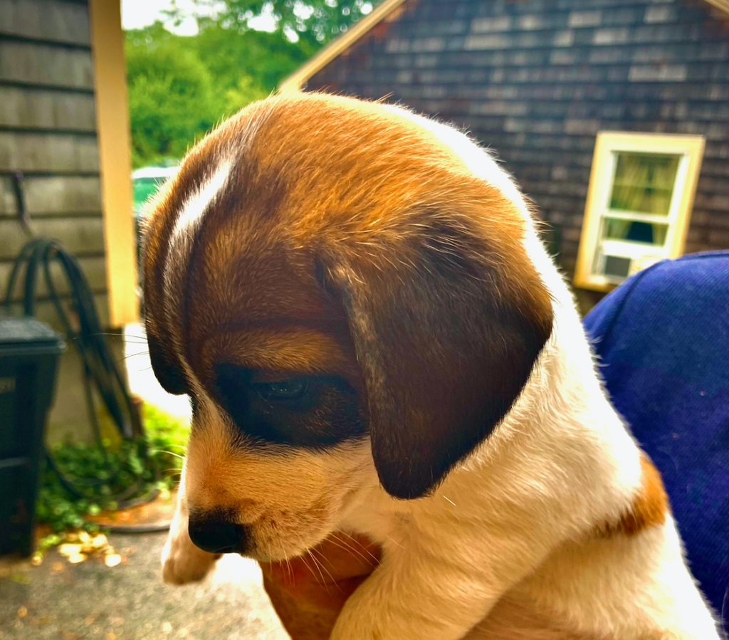 Puppy