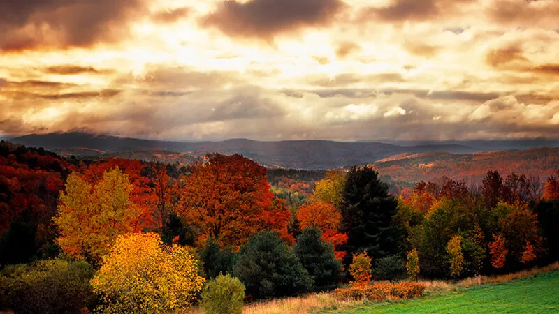 forest in the fall