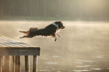 Dog jump into the water