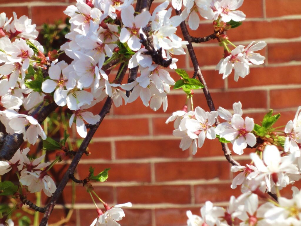 flowering-tree-boston-1024x768.jpg
