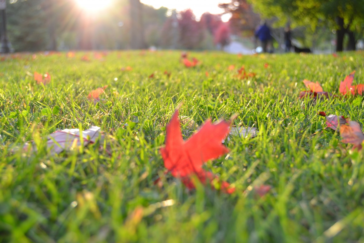 Festive Foliage for Festooning Your Fall Home
