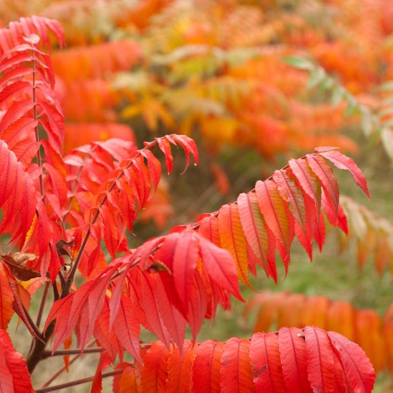 Festive Foliage for Festooning Your Fall Home