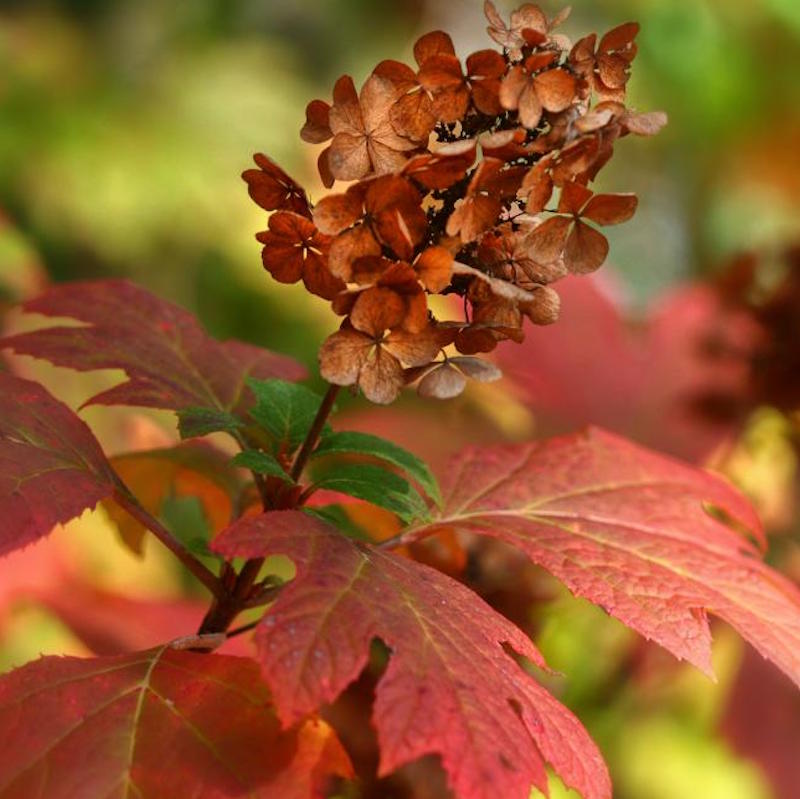 Festive Foliage for Festooning Your Fall Home