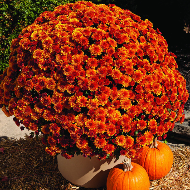 Festive Foliage for Festooning Your Fall Home
