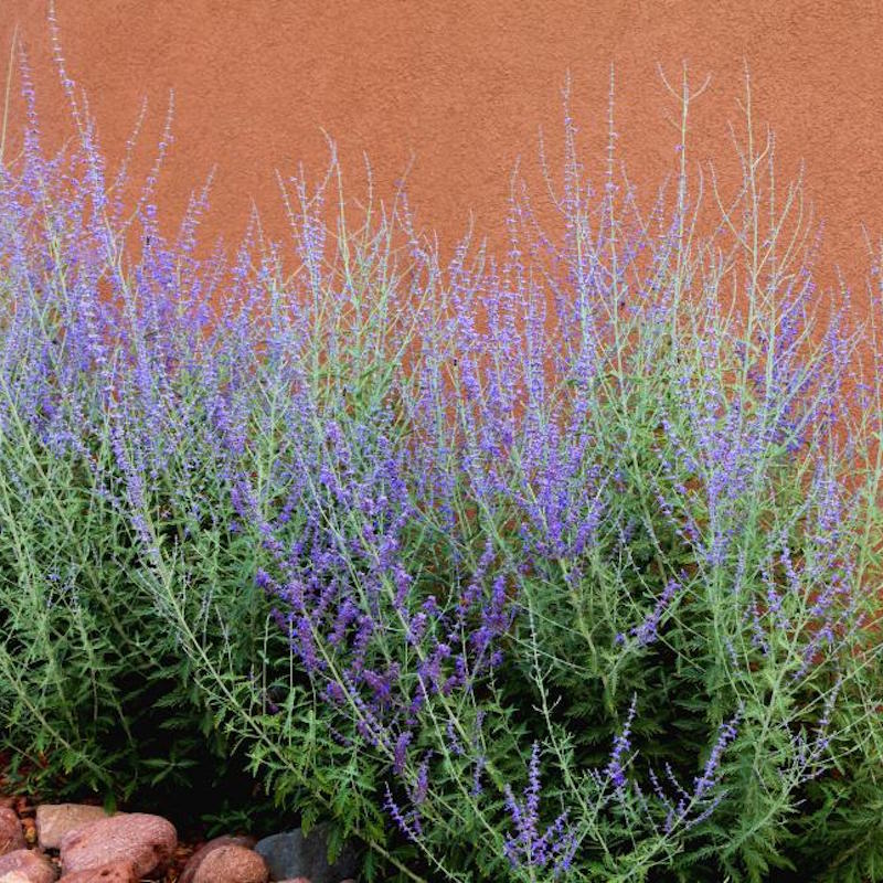 Festive Foliage for Festooning Your Fall Home