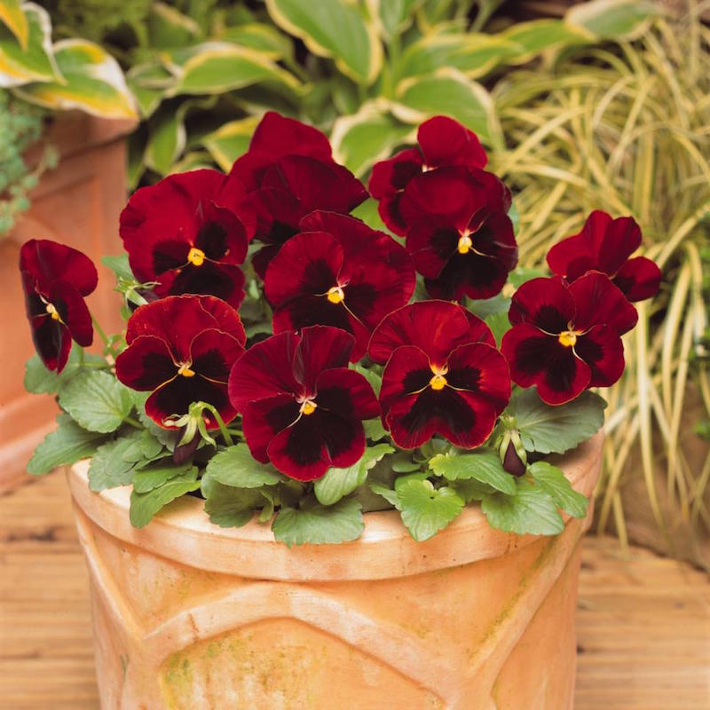 Festive Foliage for Festooning Your Fall Home