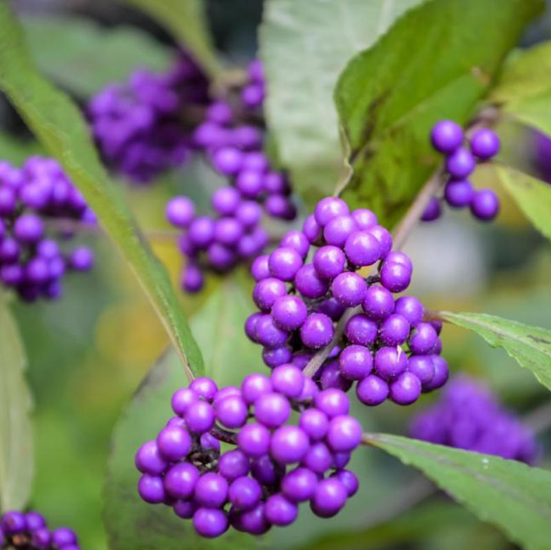 Festive Foliage for Festooning Your Fall Home