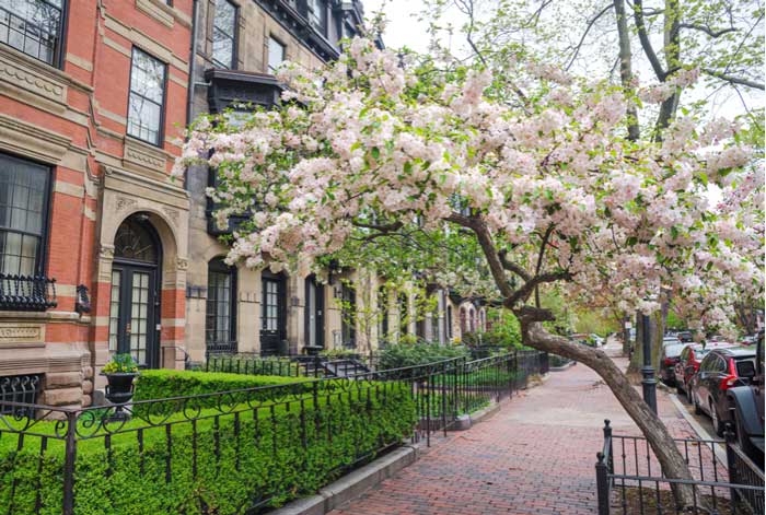 Sidewalk with cherry blossoms