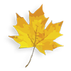 maple leaf
