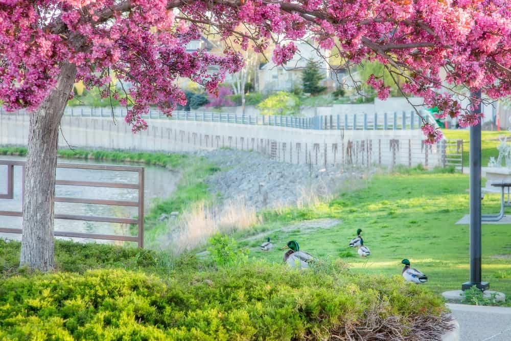 Blossomed Trees and Ducks in a Park in Rochester, MN