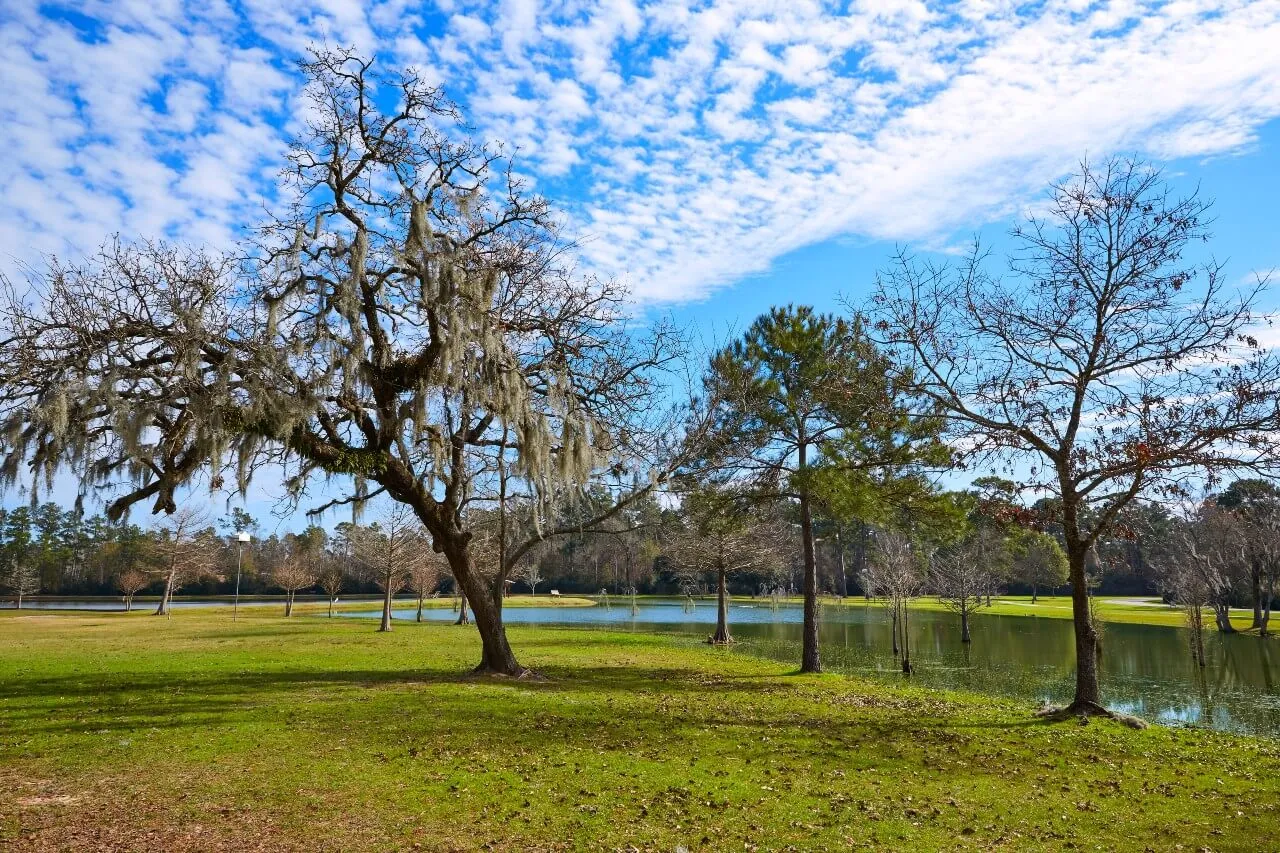 nature view