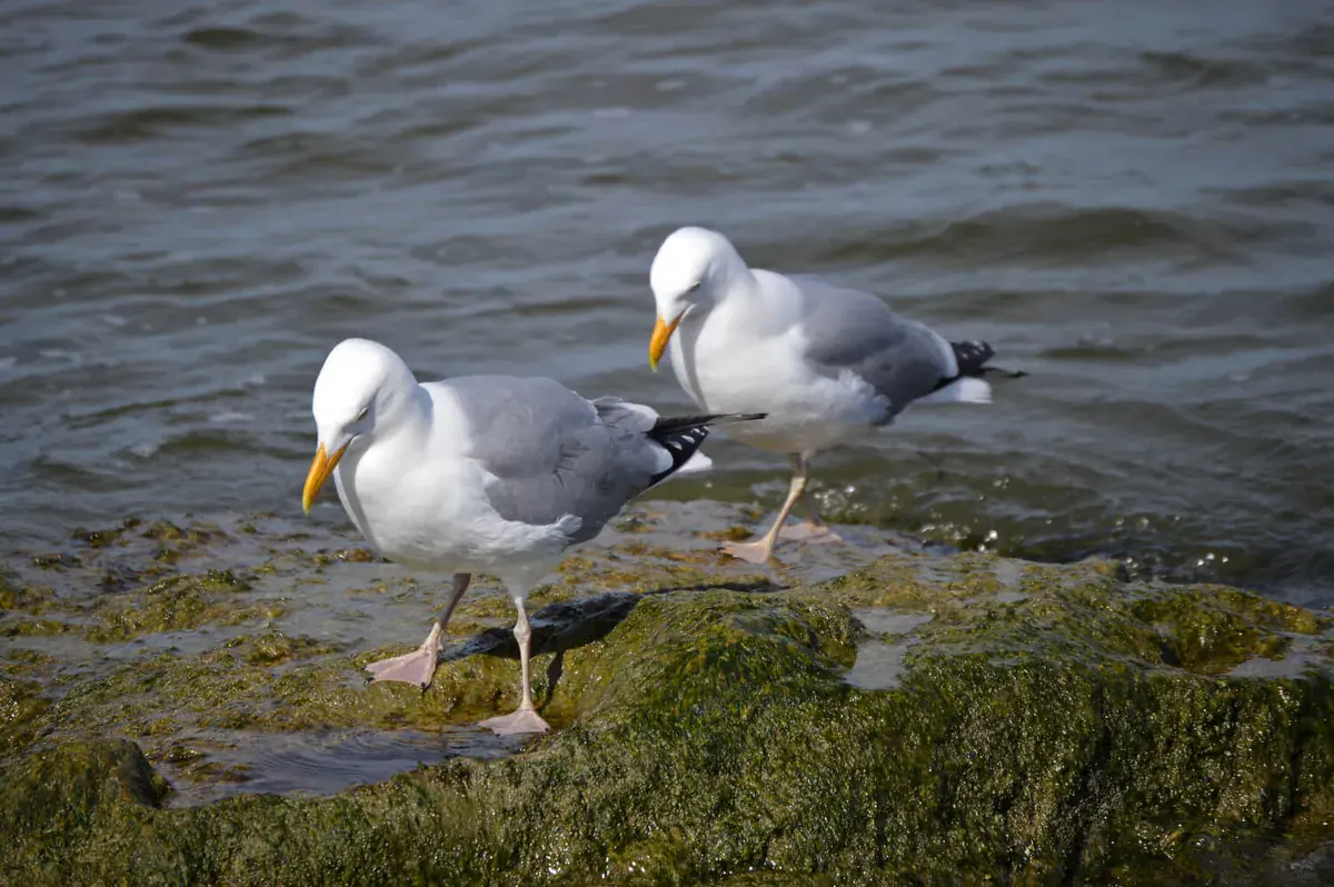 Two seagulls along the ocean coast on Long Beach Island