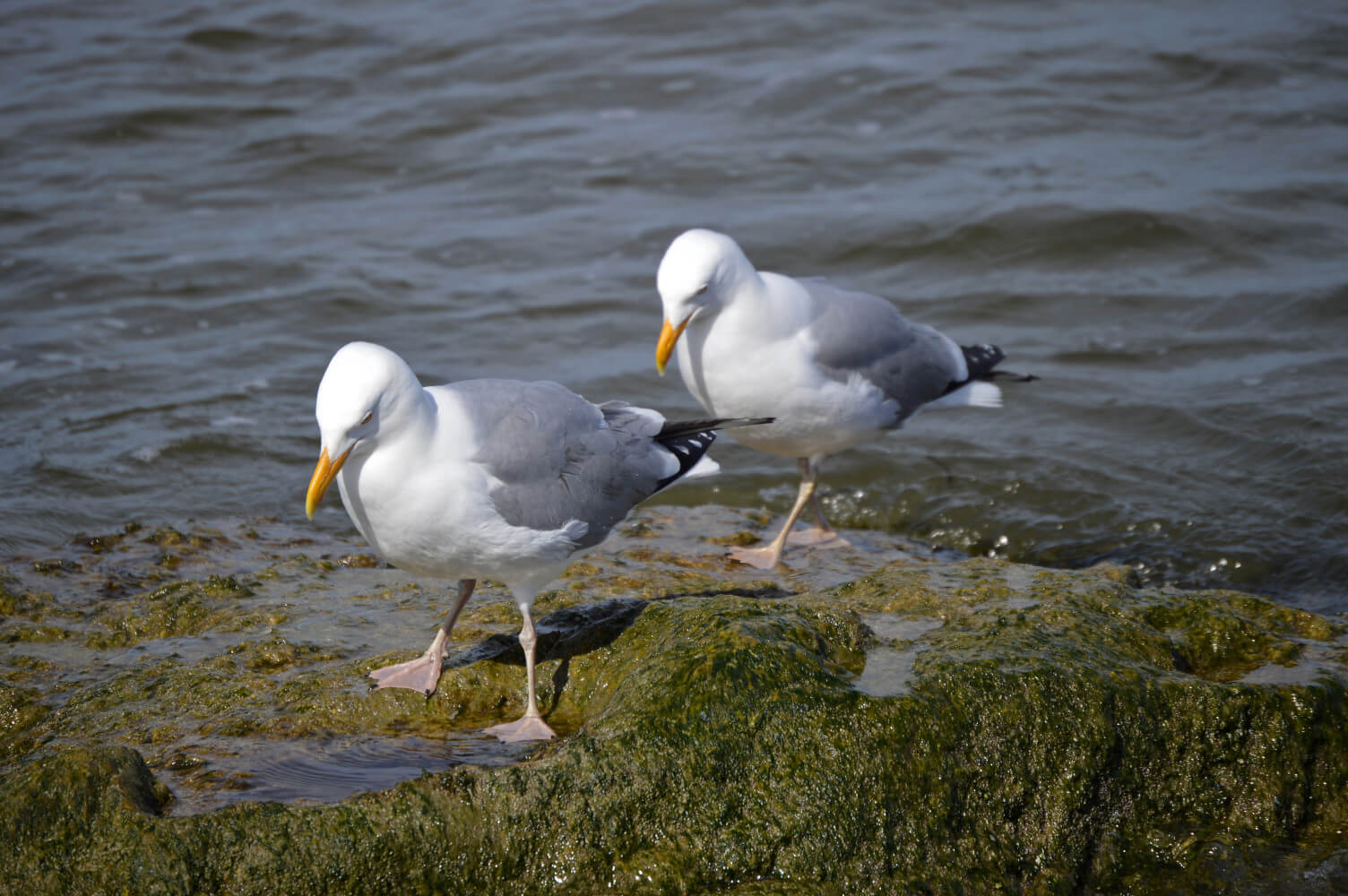 Two seagulls along the ocean coast on Long Beach Island