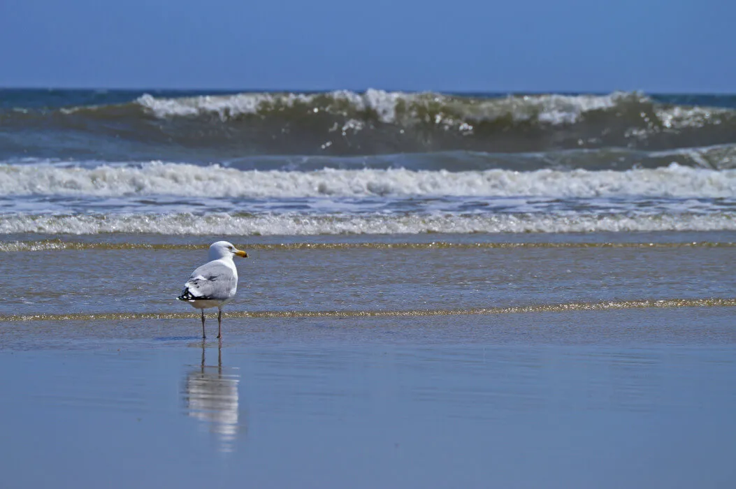 A seagull in front of waves and along the oceanfront